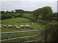 Sheep at Church Hill Cross