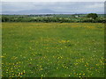 Wild Meadow Grass