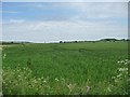 SU0956 : Tracks in a cereal field near Wilsford by Christine Johnstone