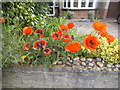 Poppies on Abercorn Road, Stanmore
