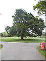 Tree in Centenary Park