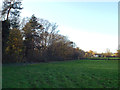 Woodland above Wast Hills House