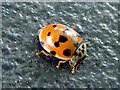 10-Spot Ladybird