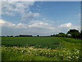 TM0772 : Fields near Green Lane Bridleway by Geographer