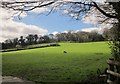 Sheep pasture near Teigncombe