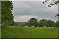 Field and sheep above Cwm Carfan