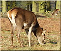 Red Deer at Bradgate Park