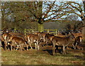 Herd of Red Deer at Bradgate Park