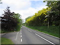 Laburnum blossom on the B4332