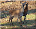 Two Red Deer at Bradgate Park