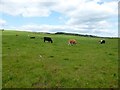 Grazing at Blairskaith