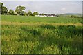SN7734 : Wheat field beside Erwlon Campsite by Philip Halling