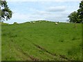 Balgrochan, grazing sheep