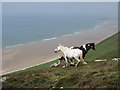 SS4188 : Horses on Rhossili Down by Gareth James