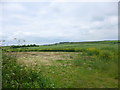 Breamore, rape field