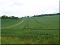 Breamore, cornfield