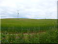 Breamore, barley field