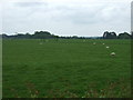 Grazing east of Harborough Road