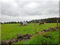 Field of cattle near Mossneuk Farm