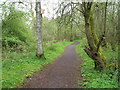 Woodland path at Kinnordy Nature Reserve