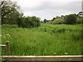 Meadow by Hole Stock Bridge