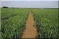 SP1148 : Footpath through a wheatfield by Philip Halling
