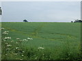 Oilseed rape crop