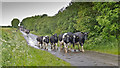NY4035 : Cows West of Lamonby by Kim Fyson