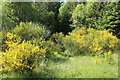 Gorse in Bloom