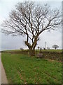 Roadside tree and bench near Mynyddislwyn