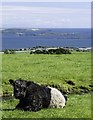 Beltie at High Auchenlarie