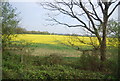 Oilseed rape near Whetsted Wood