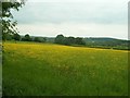 Field of Buttercups near Moorside farm