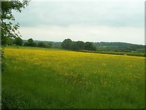 SK3865 : Field of Buttercups near Moorside farm by Jonathan Clitheroe