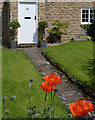 Cottage garden with poppies