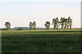 Poplars along a ridge near Brigsley Top