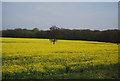 Oilseed rape