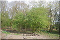 Trees by the railway line