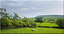 SD7844 : A field with a view of Pendle Hill by Ian Greig
