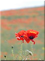 Bere Regis: two poppies stand proud