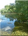 SP9013 : Wilstone Reservoir - Mallards resting under trees by Rob Farrow