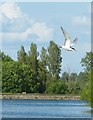 SP9012 : Wilstone Reservoir - Common Tern swooping by Rob Farrow