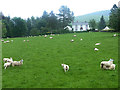 Woodhead and many sheep