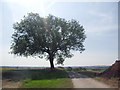 Lone tree at High Burnham farm.