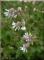 Bladder campion (Silene vulgaris)