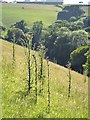 SX8254 : Marsh Thistle, Cirsium palustre, in steep hillside pasture below Broadridge Farm by Robin Stott