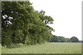 Field and hedgerow near Brook Farm