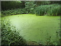 Pond on Stokes Field, Long Ditton