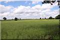 Oilseed rape crops west of Honeypot Wood