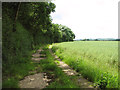 Old RAF service road on the western edge of Honeypot Wood